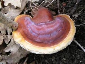 hongo-Reishi