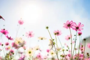 flores que nos recuerdan que la primavera es el mejor momento para sanarse