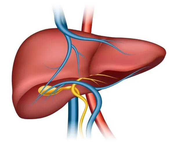 relacion limpieza hepatica y limpieza intestinal