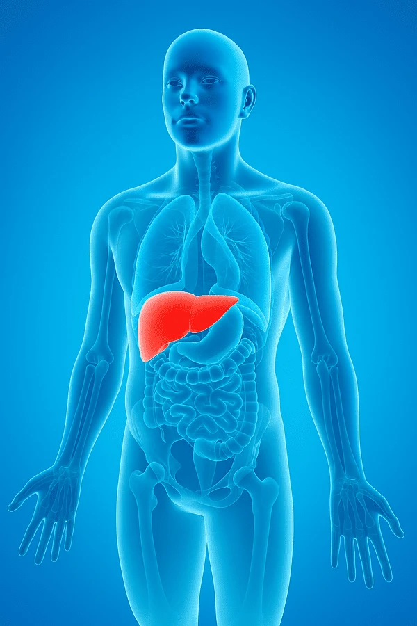 higado graso Higado graso imagen